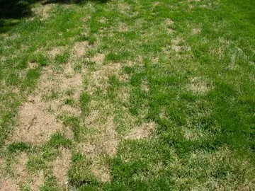 Ascochyta Leaf Blight: Why Your Lawn Looks Dead Almost Overnight